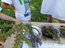 IMG-c39a6762cce1c54c8ecfba6835cfc55e-V